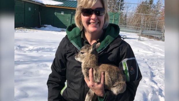 new lamb saskatoon zoo