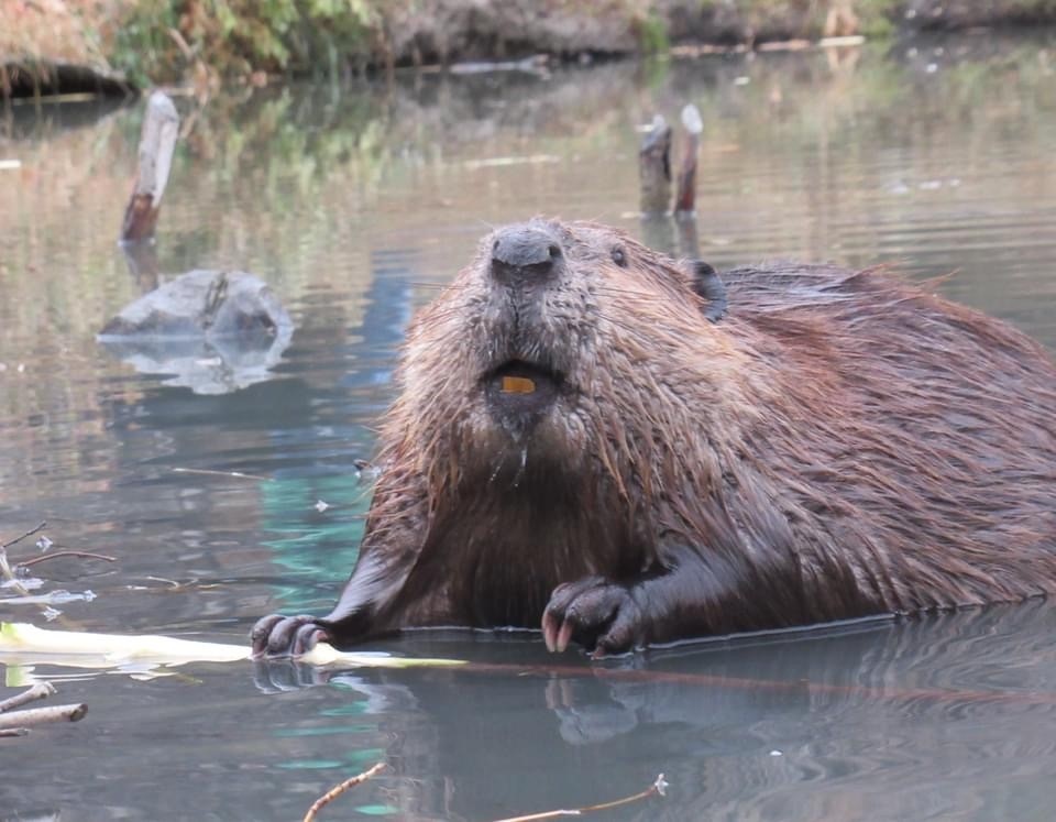 beaver 3